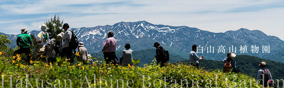 白山高山植物園